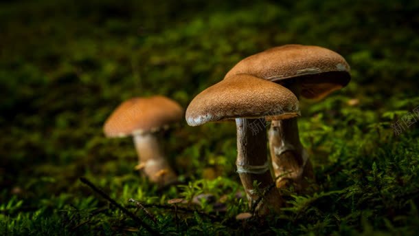 蘑菇绿地草地植物jpg设计背景_88icon https://88icon.com 植物 绿地 草地 蘑菇
