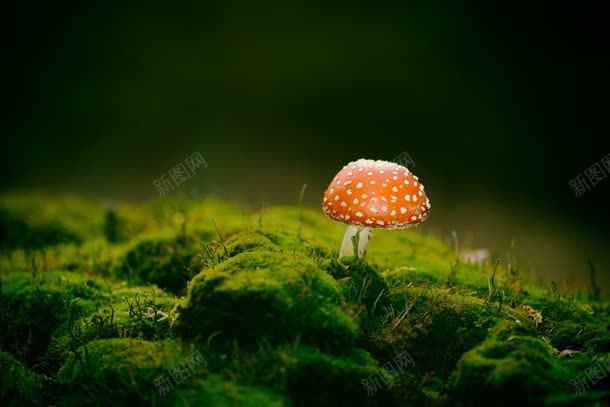 蘑菇杂草丛生壁纸jpg设计背景_88icon https://88icon.com 壁纸 杂草丛生 蘑菇