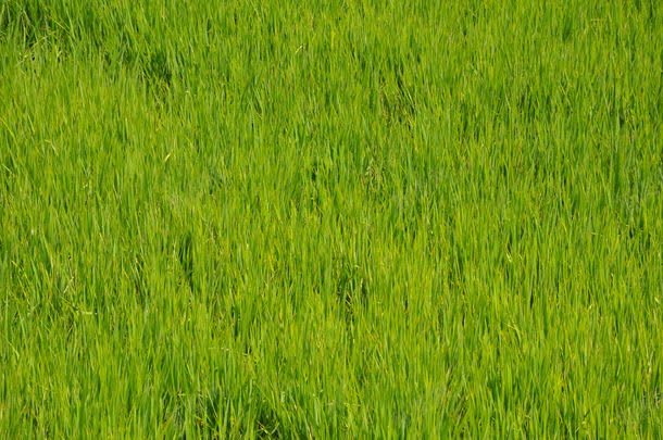 地面上长着的野草jpg设计背景_88icon https://88icon.com 其它类别 图片素材 地面 地面上长着的野草图片 地面上长着的野草图片素材下载 植物 绿色 绿草 背景花边 草地 草坪
