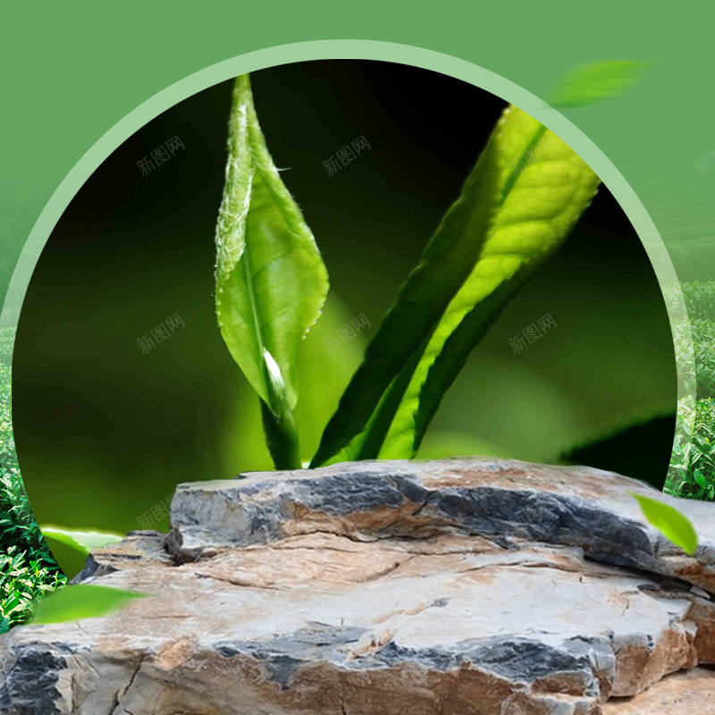 绿色茶叶茶具PSD分层主图背景psd设计背景_88icon https://88icon.com 主图 乌龙茶 春茶 淘宝 直通车 石头 简约背景 绿色背景 茶 茶具 茶叶 茶杯 龙井茶