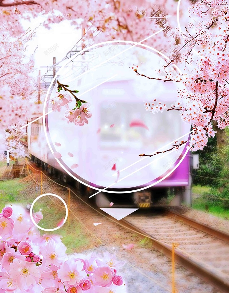 日本樱花节旅游宣传海报背景模板psd高清背景_88icon https://88icon.com 宣传 旅游 日本 春天 春游 樱花节 海报 背景素材 踏青