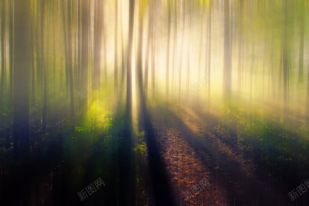 绿色树林阳光风景jpg设计背景_88icon https://88icon.com 树林 绿色 阳光 风景
