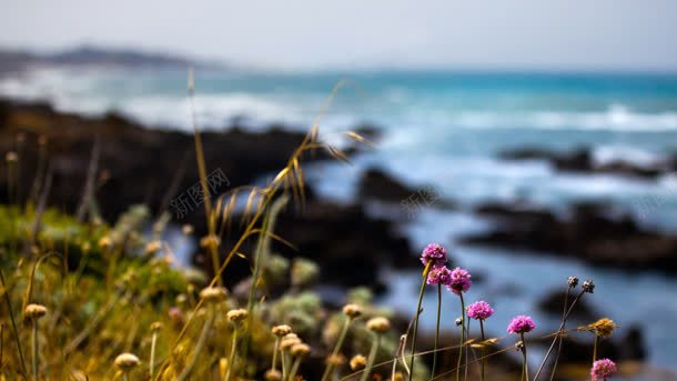 海边花草壁纸jpg设计背景_88icon https://88icon.com 壁纸 海边 花草