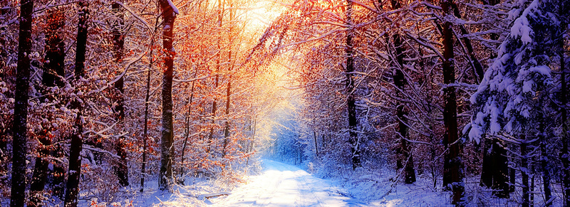 雪背景psd_88icon https://88icon.com 唯美 摄影 树林 海报banner 风景
