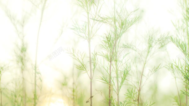 小草服饰电商海报jpg设计背景_88icon https://88icon.com 服饰 海报