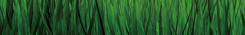 河边玩耍的大白鹅背景psd设计背景_88icon https://88icon.com 大白鹅 欢喜 河边 海报 白云 绿草 背景 蓝天 风景