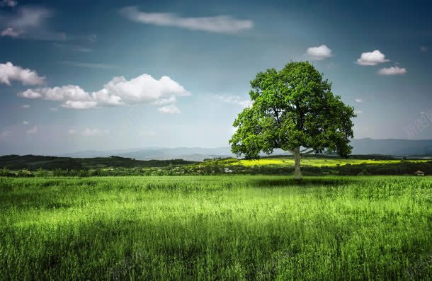 长在草丛上的绿树jpg设计背景_88icon https://88icon.com 绿树 草丛