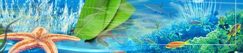 夏天海底世界背景psd设计背景_88icon https://88icon.com 唯美夏天海底世界 水族馆 海报 海星 海洋 海洋生物 海豚 深海鱼 热带鱼 贝壳 鲸鱼