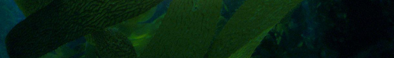 绿色植物背景图psd设计背景_88icon https://88icon.com 纹理 芦荟绿色植物开心 质感