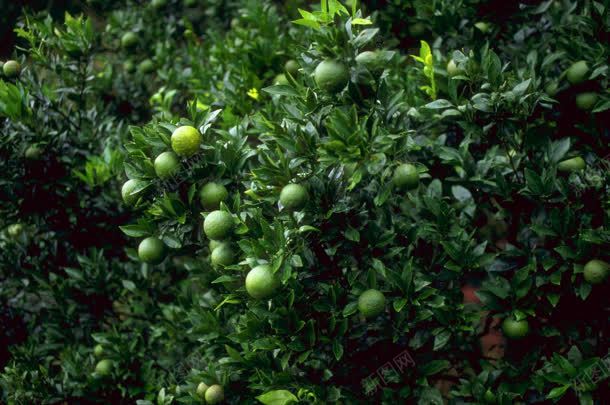 长在枝叶上的青橘子jpg设计背景_88icon https://88icon.com 枝叶 橘子