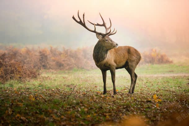 原野上的麋鹿海报背景jpg设计背景_88icon https://88icon.com 原野 海报 背景 麋鹿