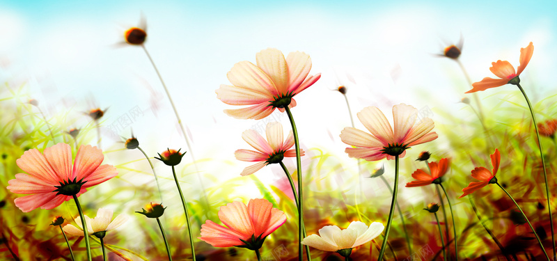 美丽大自然鲜花背景psd设计背景_88icon https://88icon.com psd高清 大自然 太阳菊 户外 梦幻 植物 浪漫 海报banner 绿化 绿色 美丽 美丽大自然鲜花背景 美丽大自然鲜花背景模板下载 美丽大自然鲜花背景素材下载 美丽自然风景psd精细分层 美丽风景 背景素材 花丛 花卉 菊花 设计背景 野菊花 风景 鲜花 鲜花素材