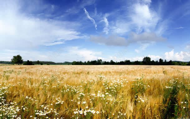 黄色草丛白色野花城市海报背景jpg设计背景_88icon https://88icon.com 城市 海报 白色 背景 草丛 野花 黄色