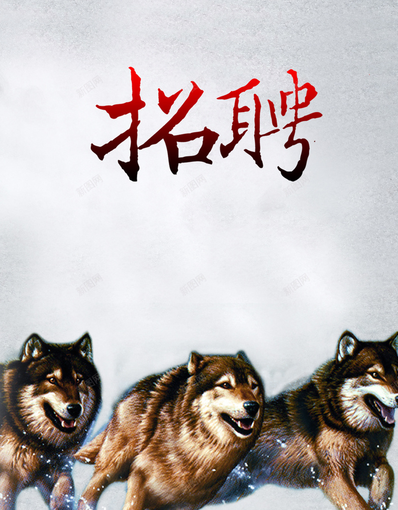 雪地中的狼群精神招聘海报背景psd设计背景_88icon https://88icon.com 招聘宣传 招聘广告 招聘海报 招聘背景 狼群 狼群精神 雪地海报 雪地背景