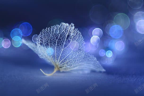 蓝色梦幻树叶脉络jpg设计背景_88icon https://88icon.com 树叶 梦幻 脉络 脉络图 蓝色