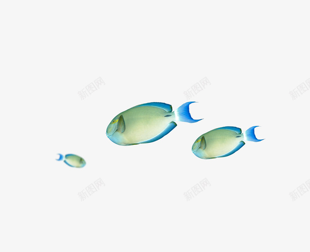 蓝色景观鱼png免抠素材_88icon https://88icon.com 产品实物 景观鱼 蓝色 观赏鱼 鱼 鱼类