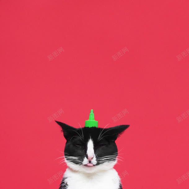 闭眼睛的黑猫海报背景jpg设计背景_88icon https://88icon.com 海报 眼睛 背景