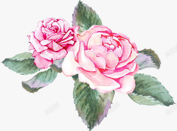 两朵粉色的玫瑰花png免抠素材_88icon https://88icon.com 叶子 手绘花朵 玫瑰花 粉色花朵 绿叶 花卉 花朵 花朵装饰