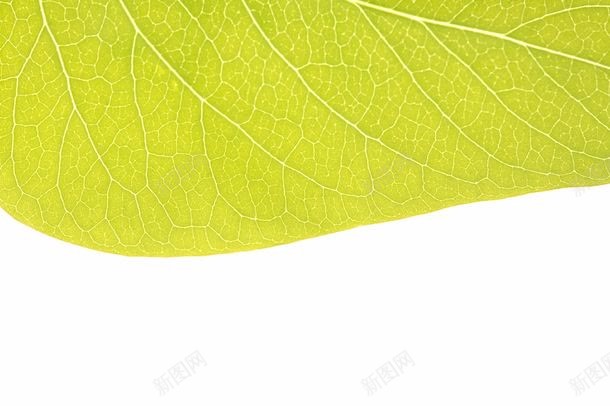 黄色的叶片jpg设计背景_88icon https://88icon.com 叶子背景 图片素材 底纹背景 树叶纹理 树叶背景 植物绿叶 绿叶背景 背景花边 黄色 黄色的叶片图片 黄色的叶片图片素材下载