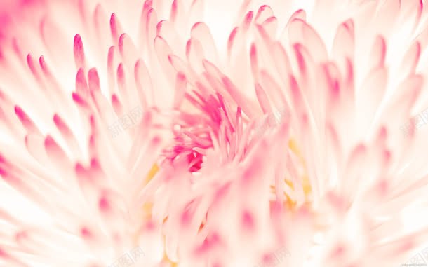 粉白色花瓣花心壁纸jpg设计背景_88icon https://88icon.com 壁纸 粉白色 花心 花瓣