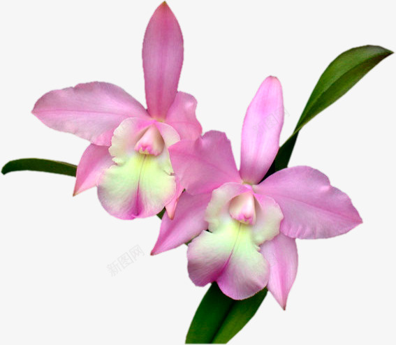 粉红色兰花png免抠素材_88icon https://88icon.com 兰花 叶子 花朵 花蕾 鲜花