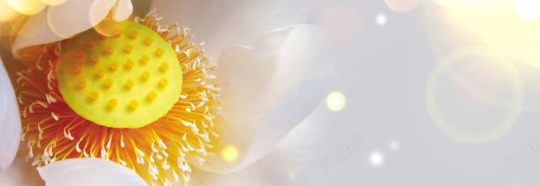 香水花卉黄色唯美背景bannerjpg设计背景_88icon https://88icon.com banner 唯美 背景 花卉 香水 黄色