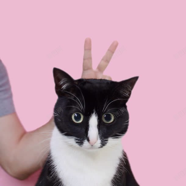黑猫和人手海报背景jpg设计背景_88icon https://88icon.com 人手 海报 背景