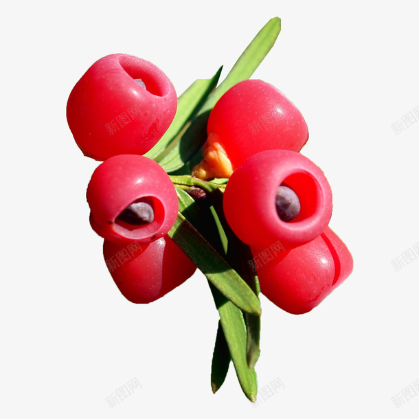红豆杉果实png免抠素材_88icon https://88icon.com 果实 植物 红色 红豆杉