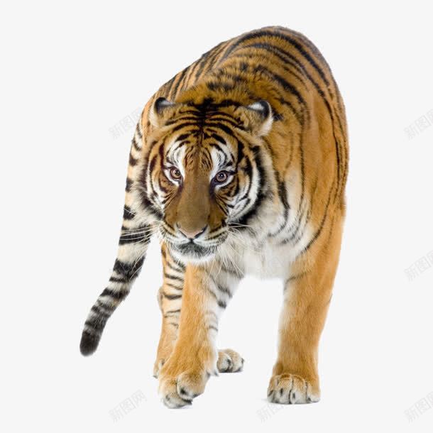 凶猛的老虎png免抠素材_88icon https://88icon.com 凶猛 老虎