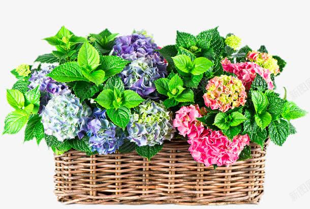 篮子里的绣球花png免抠素材_88icon https://88icon.com png图片 免费png元素 植物 绿色 花卉 花朵 装饰 装饰素材 高清免费png