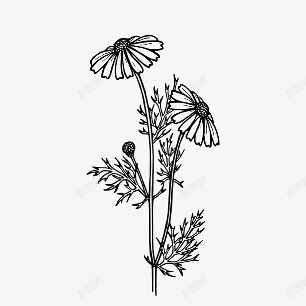黑色手绘的向日葵png免抠素材_88icon https://88icon.com PNG植物 向日葵 手绘植物 植物 线条 花朵 黑色