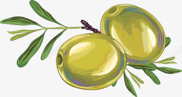 橄榄手绘图png免抠素材_88icon https://88icon.com 手画 手画图 果实 橄榄叶 青果 青橄榄