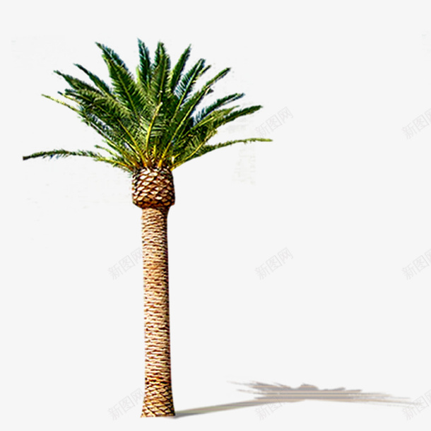 园林景观树木植物png免抠素材_88icon https://88icon.com 园林 景观 树木 植物