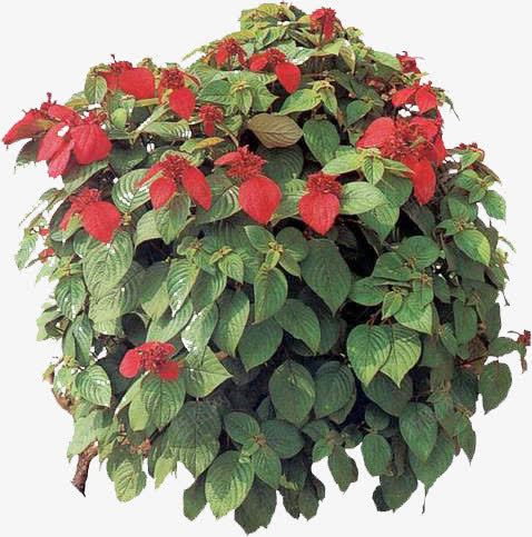 红色小花绿叶植物装饰png免抠素材_88icon https://88icon.com 植物 红色 绿叶 装饰