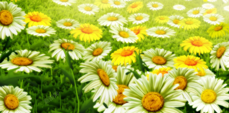 蓝天白云下的草地向日葵H5背景jpg_88icon https://88icon.com H5背景 h5H5 向日葵 向日葵素材 太阳花 摄影 白云蓝天 草地 蓝天 风景