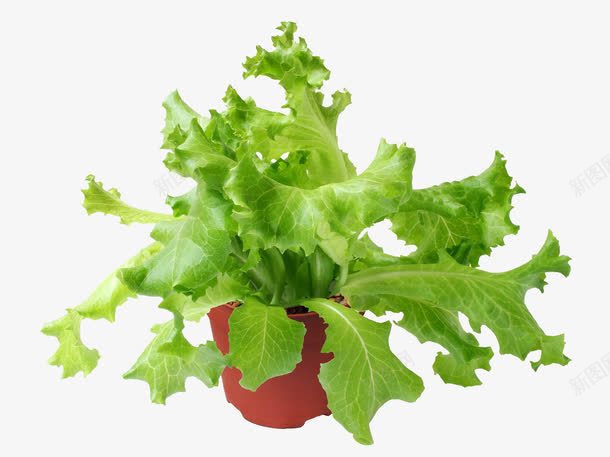 莴苣png免抠素材_88icon https://88icon.com 果蔬 素菜 绿色 食材