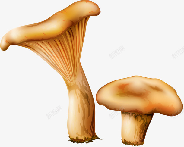真菌蘑菇png免抠素材_88icon https://88icon.com 真菌 蔬菜 蘑菇 食物