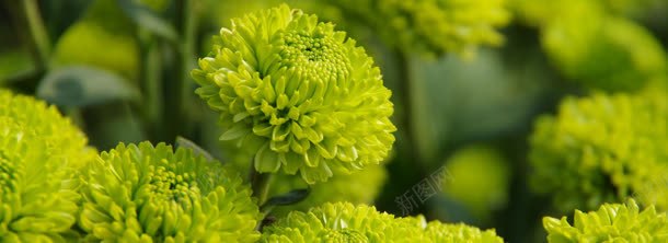 绿菜花唯美背景bannerjpg设计背景_88icon https://88icon.com banner 背景 菜花