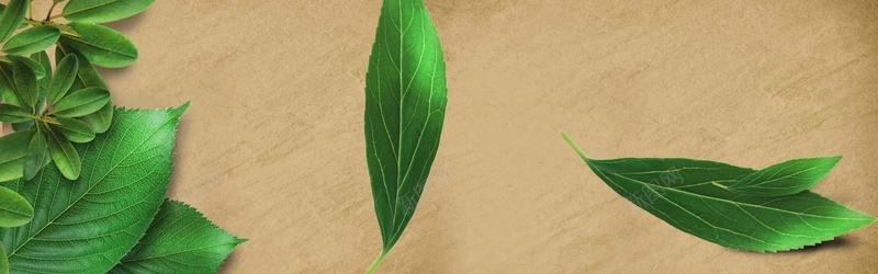 草药bannerpsd设计背景_88icon https://88icon.com 叶子 树叶 海报banner 草药 草药叶子 药材