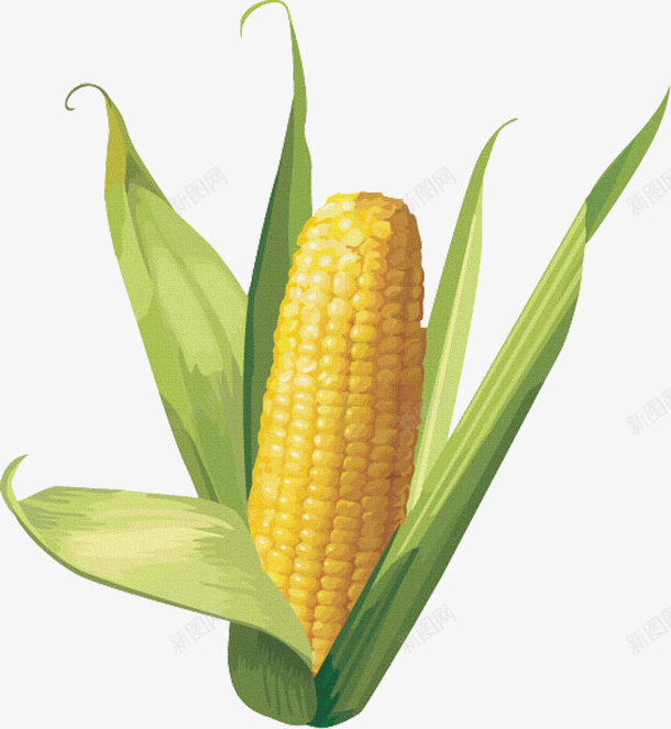 玉米粮食食物png免抠素材_88icon https://88icon.com 果蔬 玉米 粮食 食材 食物