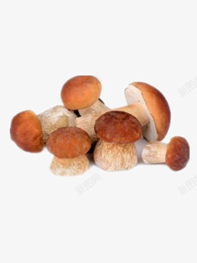 蘑菇png免抠素材_88icon https://88icon.com 可食用蘑菇 菌类 野生蘑菇 食材 食用菌