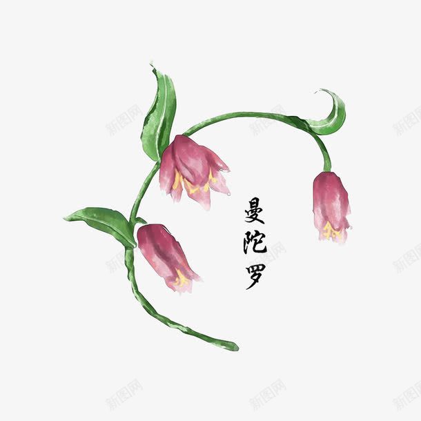 药材曼陀罗png免抠素材_88icon https://88icon.com 平喘祛湿止痛 手绘中药材 植物药材 药材曼陀罗