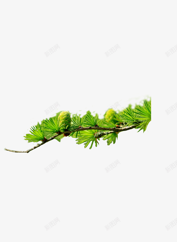 绿色植物春天简约psd免抠素材_88icon https://88icon.com 春天 植物 简约 绿色
