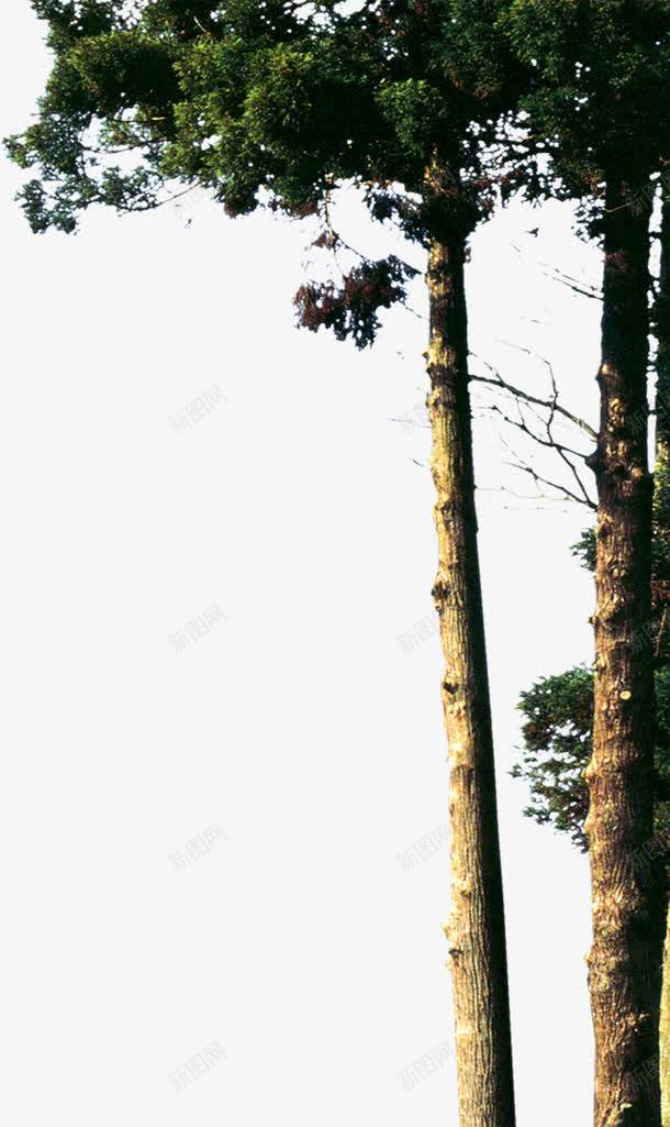 野外树林景观风景png免抠素材_88icon https://88icon.com 景观 树林 野外 风景
