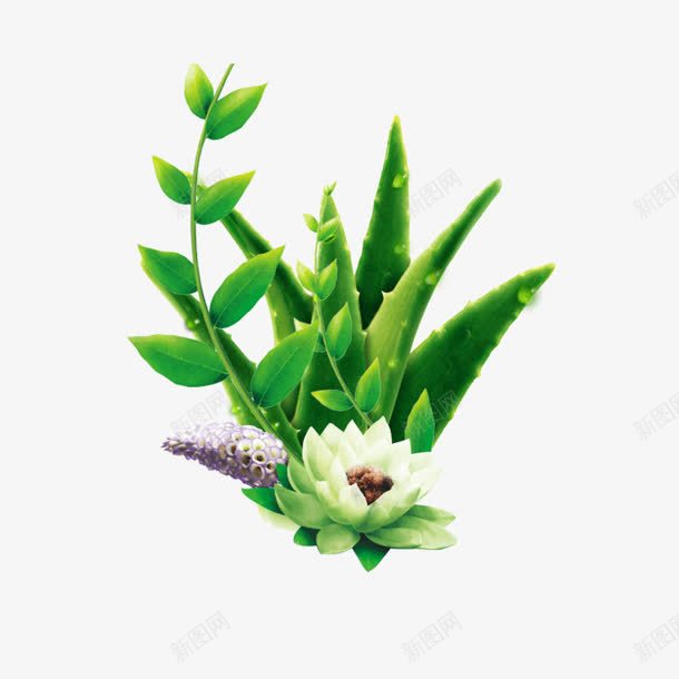 手绘创意合成植物芦荟png免抠素材_88icon https://88icon.com 创意 合成 植物