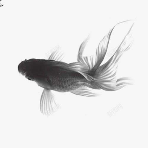 水墨金鱼png免抠素材_88icon https://88icon.com 国画 水墨画 金鱼 鱼