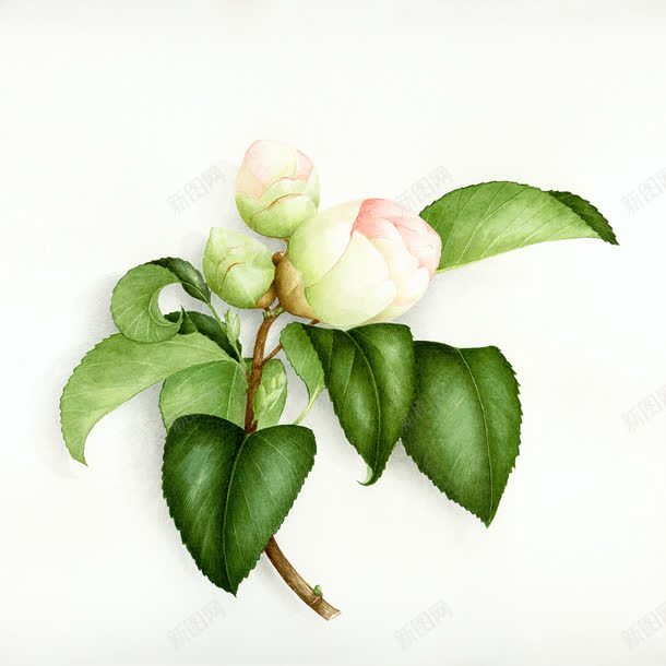 粉色花苞绿叶植物jpg设计背景_88icon https://88icon.com 植物 粉色 绿叶 花苞
