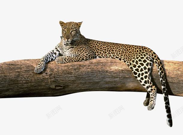 休息的猎豹png免抠素材_88icon https://88icon.com 哺乳动物 斑点 猎豹头 豹头 金钱豹 非洲