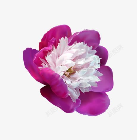 紫色的花png免抠素材_88icon https://88icon.com 粉色 紫色 花 花朵