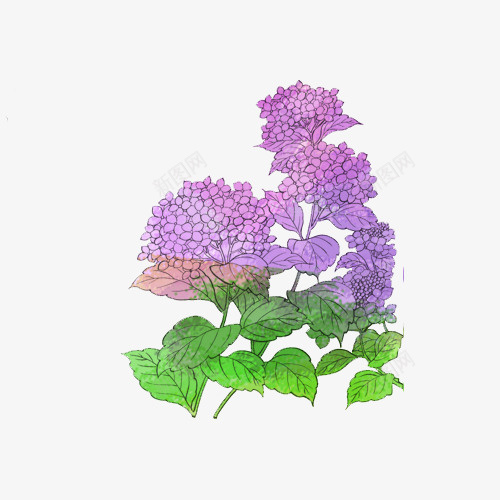 紫色绣球花家园png免抠素材_88icon https://88icon.com 卡通 叶子 手绘 素材家园 紫色 绣球花